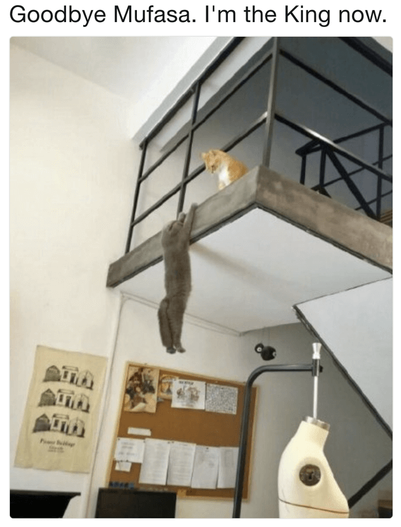 funny memes for kids - You think your pets are getting along just fine and then